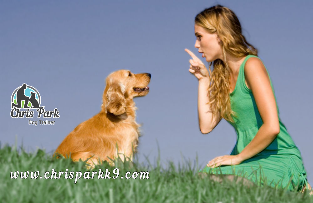 The importance of training your dog