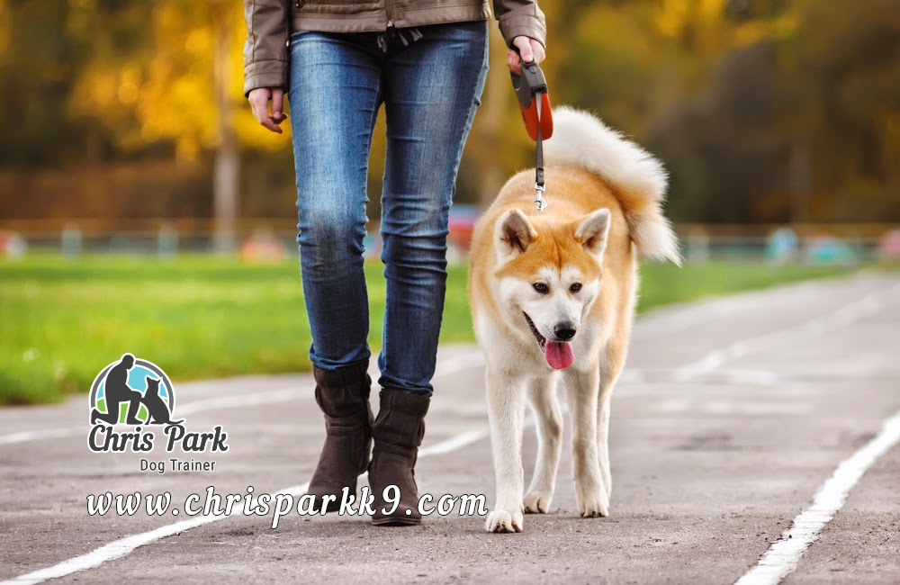 THE DOG`S WALK AND ITS IMPORTANCE