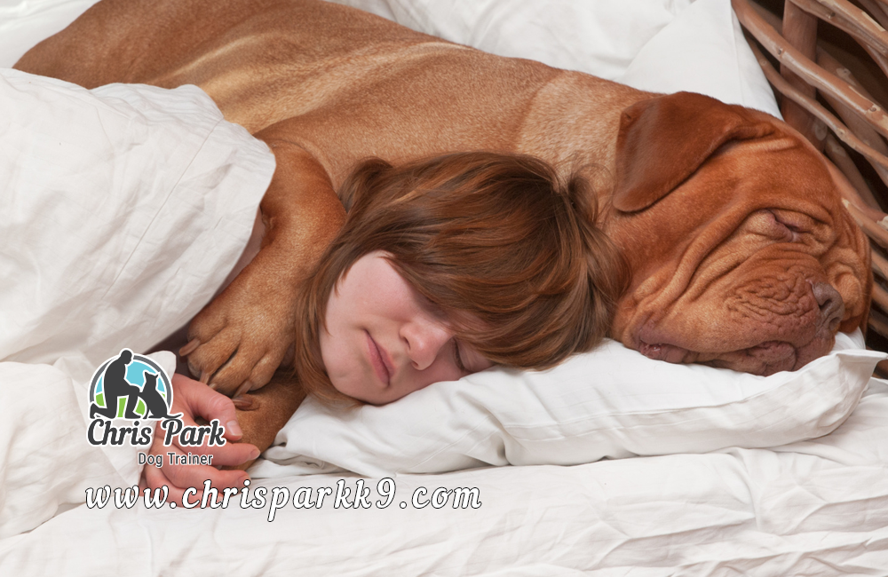 Should dogs sleep with you?